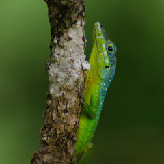 Un lézard dans un arbre