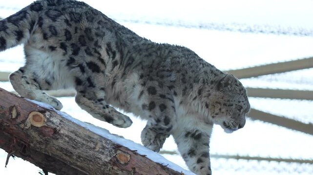 Snow leopard slowly moves down snowy log with graceful power. Heavy paws touch cold surface creating calm rhythm across winter enclosure