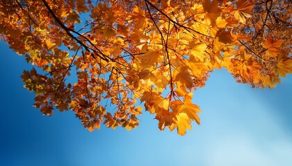 Maple Tree Branches Against The Blue Clear Sky In Early Morning Foliage Nature