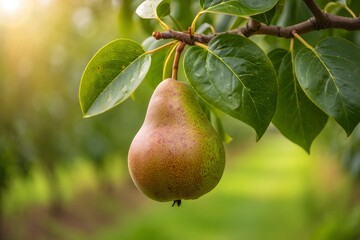 Ripe Pear Hanging on Branch - Close-up Fruit Still Life