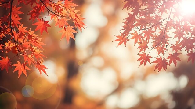 Red maple leaves in sunlight with soft bokeh background autumn fall 1 - Powered by Adobe