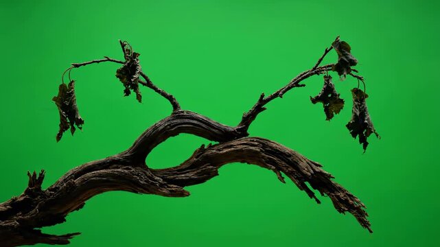 tree roots in the wind