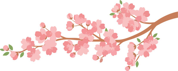 Fototapeta premium Delicate Pink Spring Blossoms Branch on White Background
