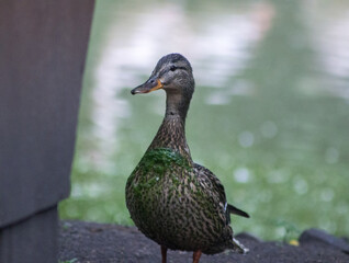 A close-up of a female mallard duck (Anas platyrhynchos) standing on the shore. The duck is looking straight ahead, with detailed feathers visible. The background is natural and blurred (bokeh).