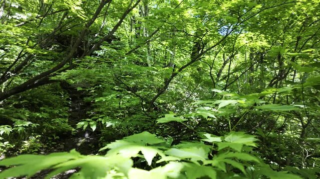 A thicket of trees, appearing somewhat wild, filled with sunlit leaves.