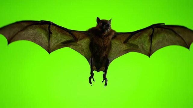 bat on the tree