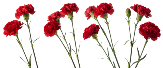 A vibrant display of red carnations with green stems, perfect for brightening up a room or gifting for special events like birthdays and anniversaries.
