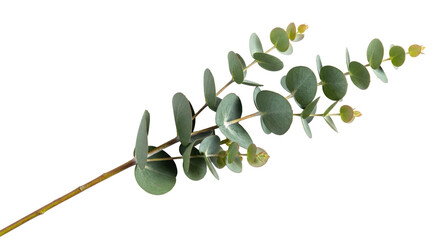 Fototapeta premium Eucalyptus branch PNG isolated on transparent background, silver dollar eucalyptus foliage for floral design and decoration