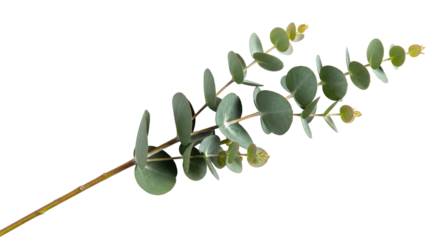 Eucalyptus branch PNG isolated on transparent background, silver dollar eucalyptus foliage for floral design and decoration