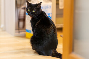 黒猫