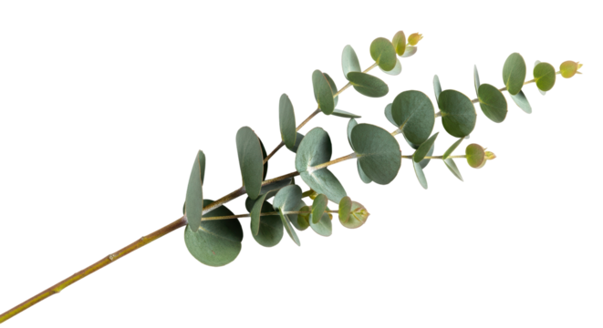 Eucalyptus branch PNG isolated on transparent background, silver dollar eucalyptus foliage for floral design and decoration - Powered by Adobe