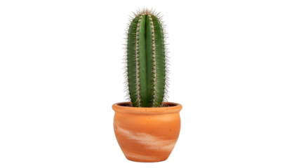 A tall, green, spiky cactus in a round, terracotta-colored ceramic pot