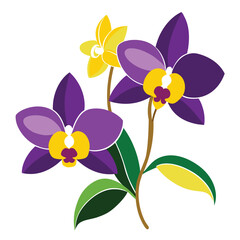 Beautiful purple and yellow orchid flowers on white background for illustration