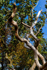 Twisted tree branches against a bright autumn sky