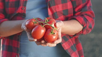 Farmer hand holds ripe tomato just picked from garden. Organic vegetable harvest strong this season. Tomato bright, ready for food. Garden full of crop shows farmer work and healthy tomato success. - Powered by Adobe