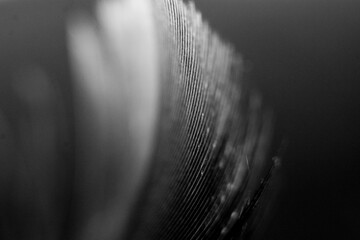 Macro photography of feathers