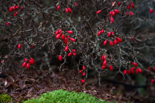 Red barberry berries on a branch. Selective focus.