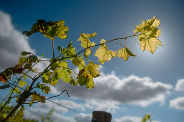 Green and yellow wine leaf at a vine in autumn with sunbeams in the blue cloudy sky.