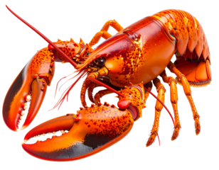 Lobster Facing Forward with Large Raised Pincers, High-Detail Close-Up, Isolated PNG