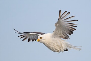 Bald Eagle in Flight Against Blue Sky