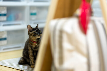 サビ猫