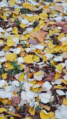 autumn leaves background