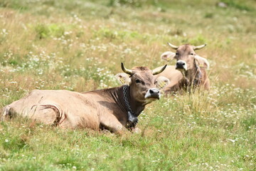 Cows relaxing in a grassy field during a sunny day in the countryside