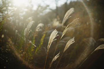 夕陽に輝くススキと幻想的な光のフレア、柔らかなボケ