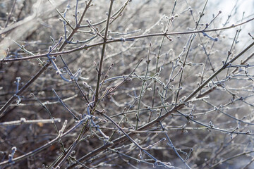 Frost-Covered Winter Branches in Sunlight – Natural Ice Texture Background