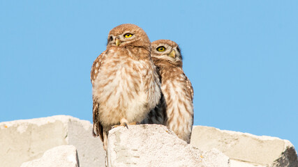 great horned owl