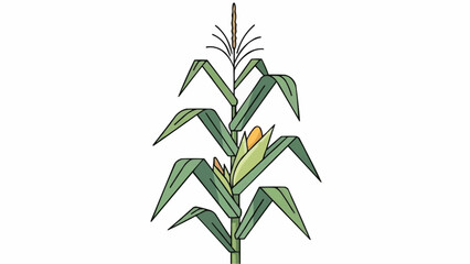 Illustration of a corn stalk with green leaves and a yellow ear of corn on a white background art