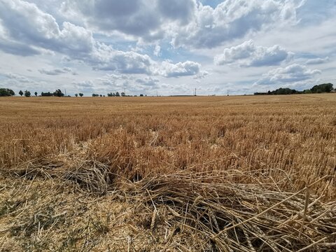 &Uuml;berreifer Weizen vor der Ernte; Weizen, Kornfeld