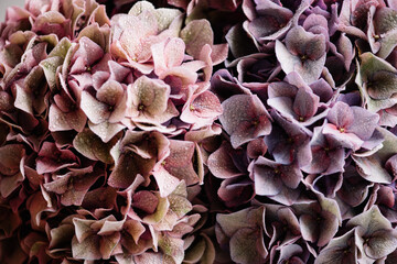 Pink and green shaded hydrangea flower close up texture