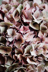 Pink and green shaded hydrangea flower close up texture