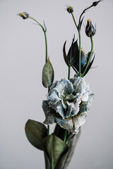 Beautiful fresh blue eustoma flower on the grey background, close up macro view