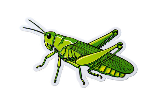 Green grasshopper isolated on transparent background, a common herbivorous insect