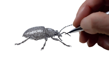 Hand drawing a beetle with stippling technique isolated on transparent background