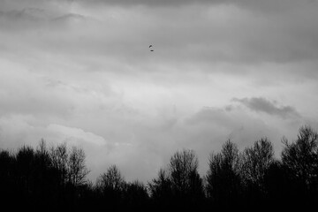 birds in the darkness