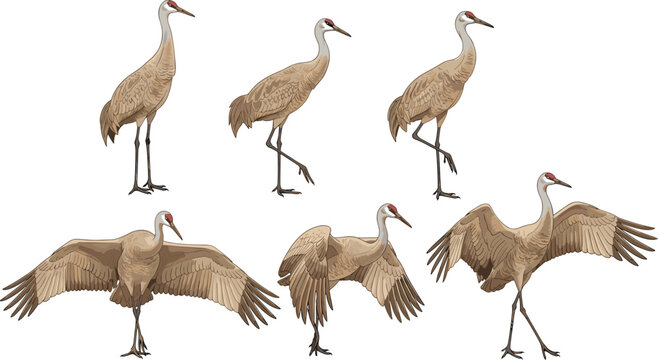 Sandhill crane illustrations, bird poses, flying, walking, standing, wings spread, nature, wildlife, anatomy, plumage, red crown, long legs, long neck, graceful, elegant, 