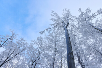 Frost-laden branches of a towering tree stretch skyward in a serene winter landscape. The clear blue sky contrasts beautifully with the snow's shimmering sparkle