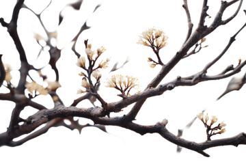 Delicate blossoms emerge on bare branches, isolated on transparent background