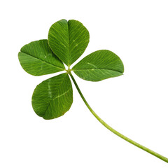 Fototapeta premium A vibrant four leaf clover isolated on transparent background