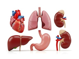 A clean, premium anatomical-style render showing stylized internal organ models arranged neatly on a pure white backdrop. Ultra-crisp edges, smooth plastic-like textures, subtle reflections, and balan