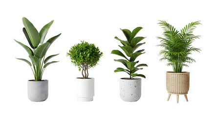 Collection of four potted plants with diverse foliage arranged on a plain white background
