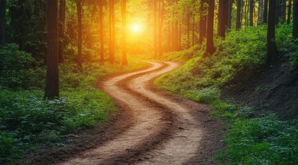 Sunlit forest path winding through trees (13)