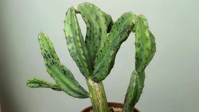 Natural 4K detailed view of numerous green zigzag cactus stems gracefully hanging in an indoor setting perfectly showcasing the unique plant texture and intricate natural patterns