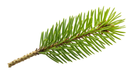 A close-up shot of a vibrant green pine branch, showcasing its delicate needles and woody stem against a white background