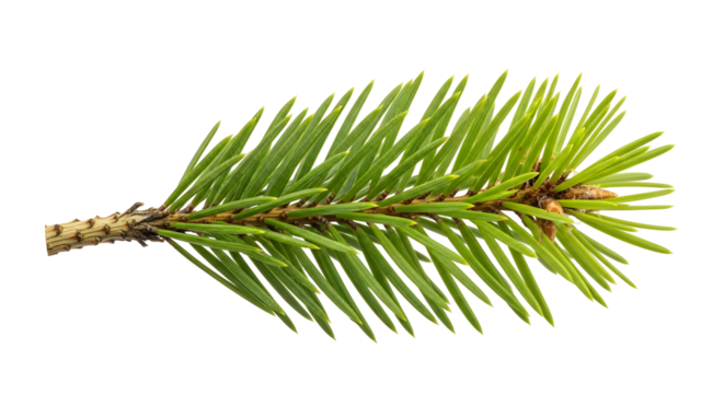 A close-up, isolated image of a vibrant green pine needle branch with a textured brown stem