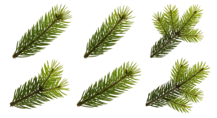 Several fresh green pine branches with delicate needles arranged in a grid pattern on a white background