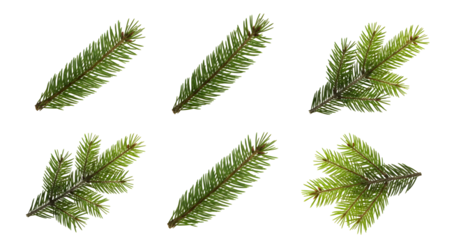 A collection of pine tree branches, isolated on a white background, perfect for winter or holiday themes